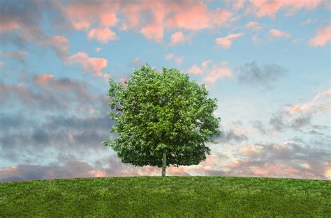 best environmental charities canada|Donate to Environmental Charities and Climate .